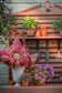 Tung Oil US